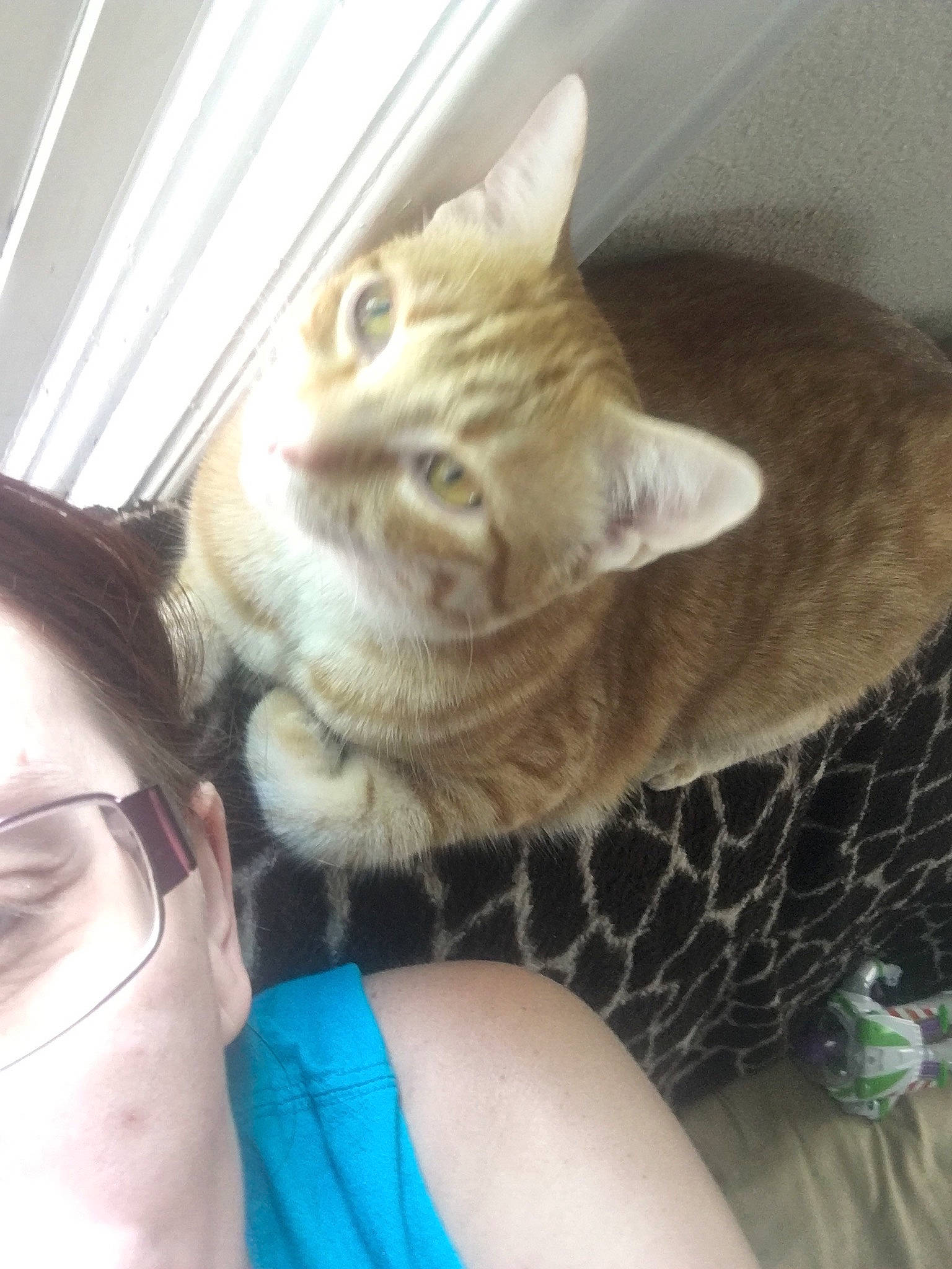 Avigadro joined the competition — help win amazing prizes! american_shorthair, asian, carnivore, cat, domestic_short_haired_cat, ear, european_shorthair, eye, fawn, felidae, fur, german_rex, kitten, leg, nose, selfie, skin, small_to_medium_sized_cats, tabby_cat, whiskers