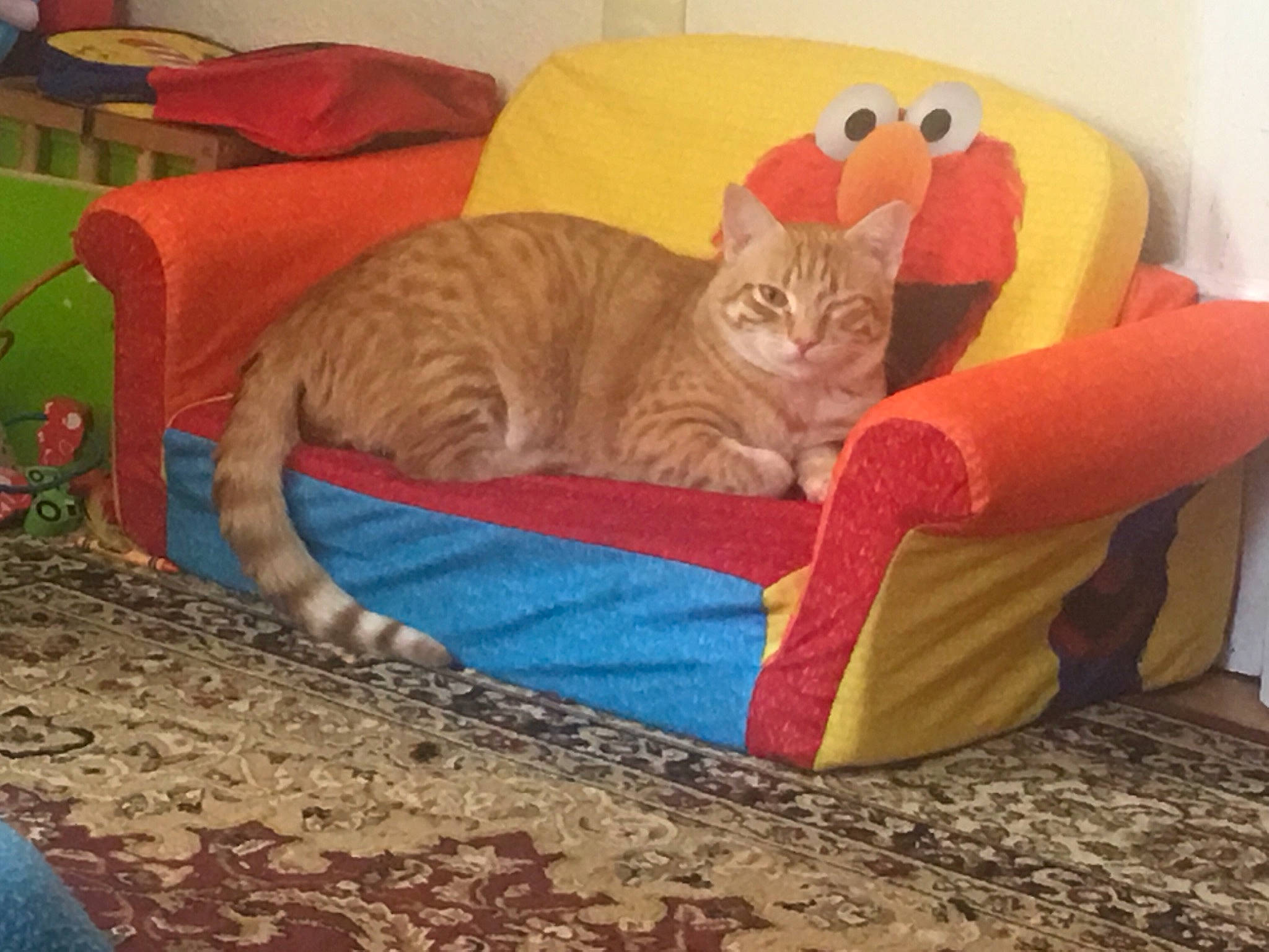 Avigadro is registered to the contest to win money with this photo: carnivore, cat, cat_bed, comfort, domestic_short_haired_cat, european_shorthair, fawn, felidae, furniture, kitten, play, small_to_medium_sized_cats, whiskers