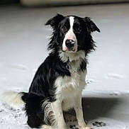Loki participe au concours pour gagner de l'argent avec cette photo : attentive, black_and_white, bokeh, border_collie, canine, collar, dog, eyes, fur, night, nose_snow, outdoors, paw_prints, paws, pet, portrait, shallow_depth_of_field, sitting, snow, winter