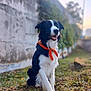 Loki participe au concours pour gagner de l'argent avec cette photo : black_and_white, bokeh, border_collie, canine, dog, ears, evening, fur, grass, happy, muzzle, orange_bandana, outdoor, paws, pet, portrait, shallow_depth_of_field, sitting, tongue, wall