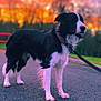 Loki a rejoint le concours — aidez-le/la à gagner de superbes lots ! black_and_white, border_collie, canine, collar, cute, dog, evening, fur, grass, leash, nature, outdoor, pavement, pet, portrait, sky, standing, sunset, trees, walking