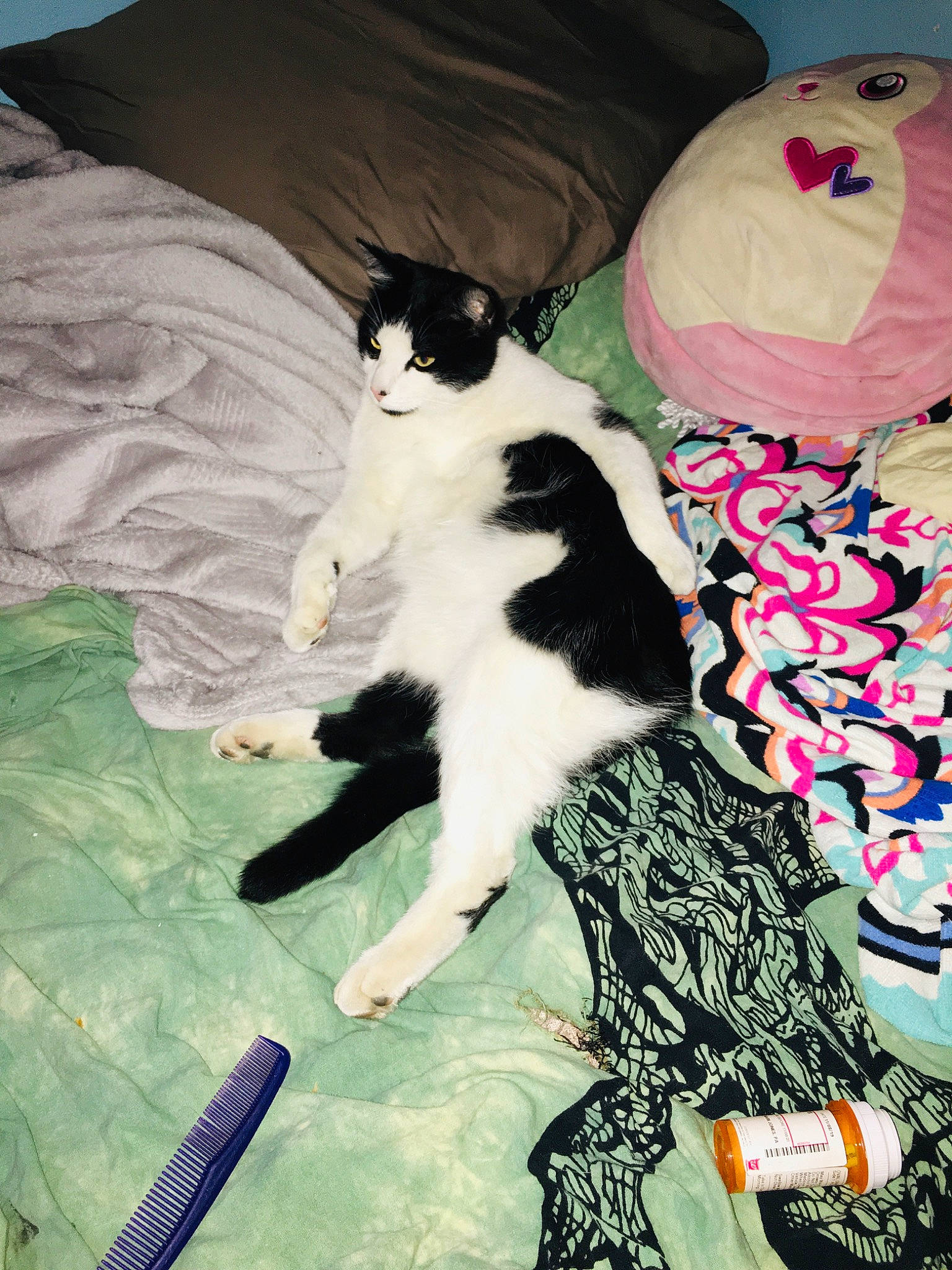 Dice is registered to the contest to win money with this photo: canidae, carnivore, cat, domestic_short_haired_cat, european_shorthair, felidae, fur, kitten, leg, polydactyl_cat, small_to_medium_sized_cats, tail, whiskers