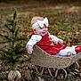autumn_leaves, baby, child, cute, festive, grass, happy, headband, nature, outdoor, pine_tree, playful, portrait, red_dress, seasonal, shoe, smiling, toddler, white_bow, wicker_sleigh