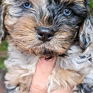 Angel is registered to the contest to win money with this photo: puppy, dog, blue_eyes, fur, fluffy, cute, pet, animal, hand, outdoor, nature, close_up, portrait, young, mammal, adorable, small, face, cuddly, expression