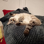 Niji a rejoint le concours — aidez-le/la à gagner de superbes lots ! cat, pet, indoor, blanket, cozy, feline, fur, paws, relaxed, curious, home, cushion, texture, resting, cute, animal, comfort, soft, sleepy, whiskers