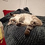 cat, pet, indoor, blanket, cozy, feline, fur, paws, relaxed, curious, home, cushion, texture, resting, cute, animal, comfort, soft, sleepy, whiskers