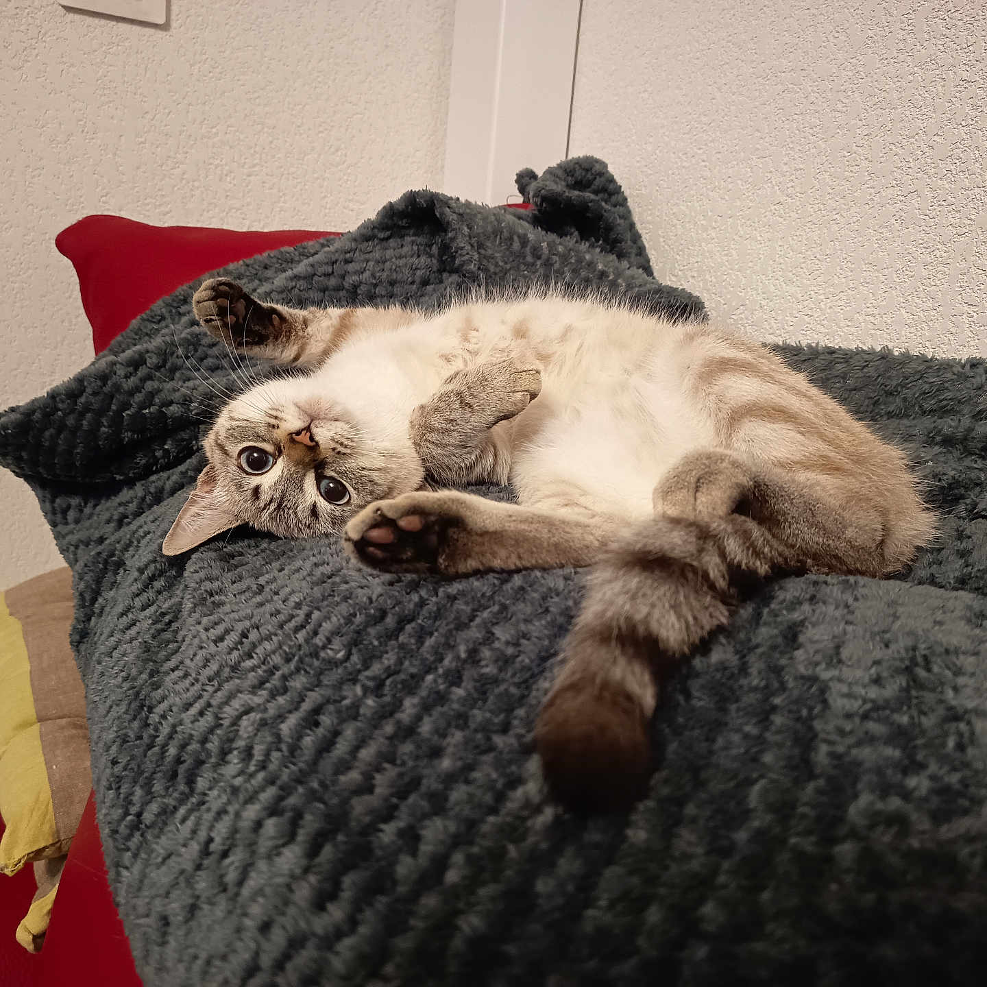 Niji