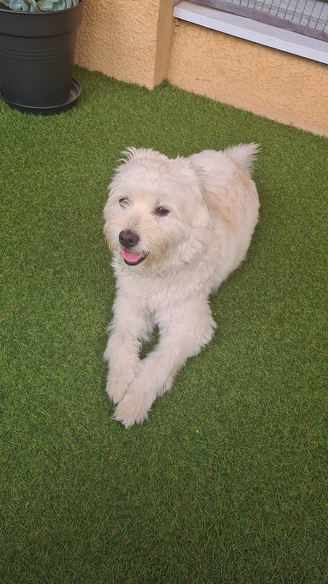 Lucky participe au concours pour gagner de l'argent avec cette photo : canidae, carnivore, chair, companion_dog, dog, dog_breed, flooring, fur, grass, labradoodle, maltepoo, non_sporting_group, plant, poodle_crossbreed, small_terrier, sporting_group, terrier, toy_dog, water_dog, working_animal