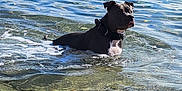 Thor a rejoint le concours — aidez-le/la à gagner de superbes lots ! alert, animal, blue, clear_water, collar, daytime, dog, lake, mammal, nature, outdoor, pet, recreation, reflection, ripples, shallow_water, summer, sunlight, water, wildlife