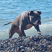 Thor a rejoint le concours — aidez-le/la à gagner de superbes lots ! dog, water, beach, rocks, collar, animal, outdoor, pet, playful, waves, canine, shore, summer, nature, sea, wet, paw, muscular, alert, daytime