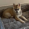 Capo participe au concours pour gagner de l'argent avec cette photo : dog, puppy, husky, canine, pet, animal, blue_eyes, pointed_ears, lying_down, bed, blanket, gray_blanket, bedroom, indoors, cozy, portrait, staring, fluffy, black_sock, home