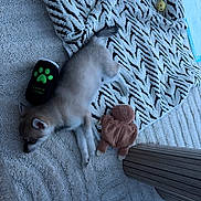 Capo a rejoint le concours — aidez-le/la à gagner de superbes lots ! dog, puppy, sleeping, lying_down, pet, fur, blanket, plush_toy, paw_print, cozy, indoor, bed, textile, patterned_blanket, toy, resting, small_dog, home, cute, nap