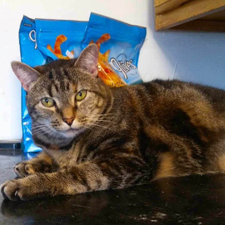 Mema joined the competition — help win amazing prizes! animal, cabinet, cat, closeup, countertop, curious, domestic_cat, ears, feline, food_bags, fur, indoor, kitchen, looking, pet, relaxed, resting, tabby_cat, whiskers, yellow_eyes