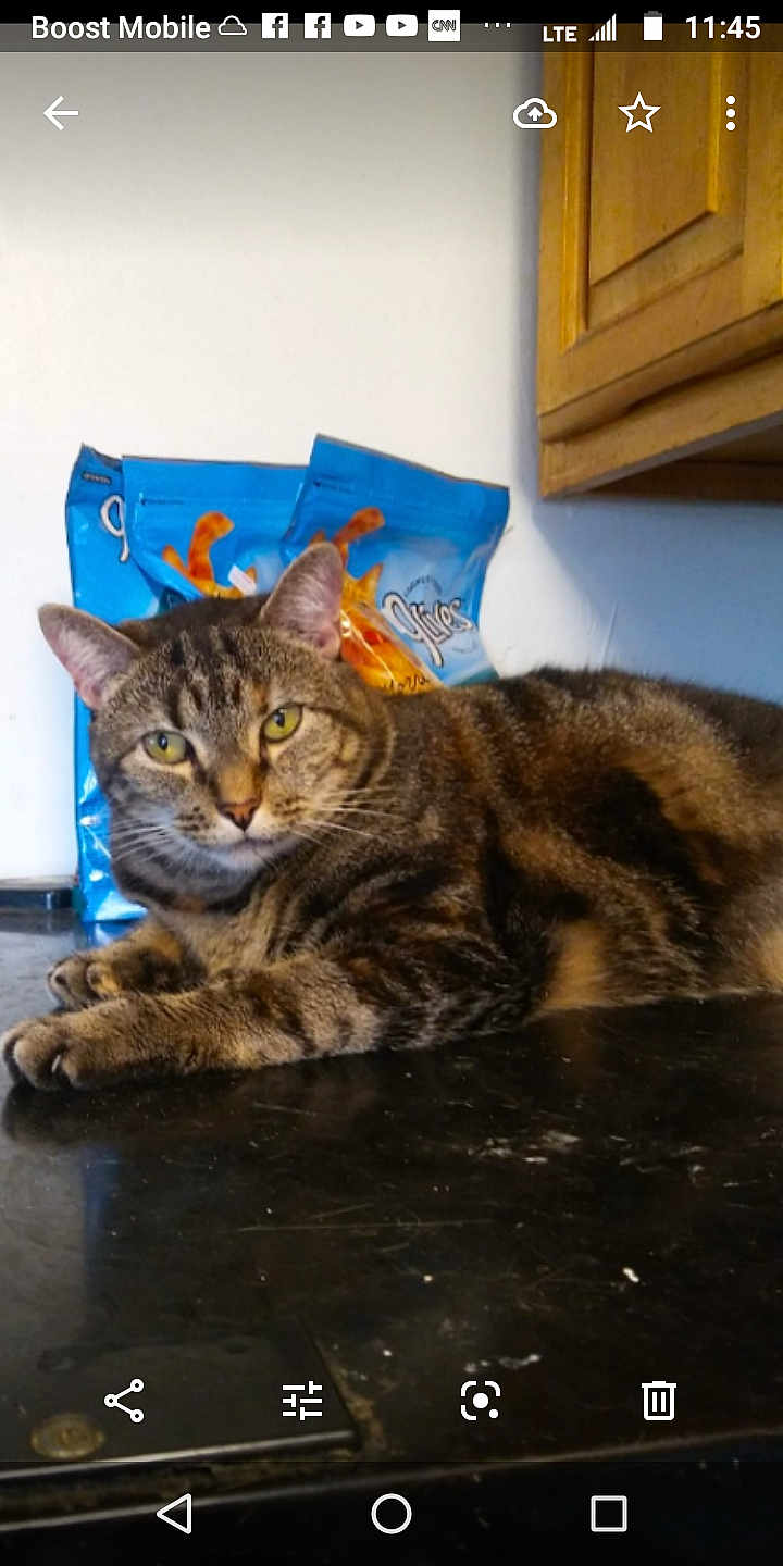 Mema joined the competition — help win amazing prizes! cat, tabby_cat, pet, indoor, countertop, food_bags, feline, animal, resting, looking, ears, whiskers, yellow_eyes, fur, domestic_cat, kitchen, cabinet, relaxed, closeup, curious