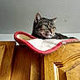 Mema is registered to the contest to win money with this photo: cat, tabby_cat, wooden_cabinet, mat, indoor, pet, feline, resting, fur, ears, whiskers, green_eyes, close_up, animal, domestic, home, quiet, calm, sitting, contemplative