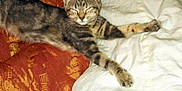 Mema is registered to the contest to win money with this photo: cat, kitten, tabby, sleeping, stretching, bed, blanket, pillow, indoor, cozy, feline, pet, resting, fur, whiskers, cute, domestic, animal, relaxed, comfort