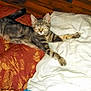 cat, kitten, tabby, sleeping, stretching, bed, blanket, pillow, indoor, cozy, feline, pet, resting, fur, whiskers, cute, domestic, animal, relaxed, comfort