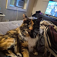 Tygar joined the competition — help win amazing prizes! cat, calico, bed, blanket, remote_control, indoor, window_air_conditioner, television, furniture, cozy, pet, whiskers, fur, alert, resting, domestic, animal, living_room, curtains, casual