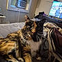 cat, calico, bed, blanket, remote_control, indoor, window_air_conditioner, television, furniture, cozy, pet, whiskers, fur, alert, resting, domestic, animal, living_room, curtains, casual