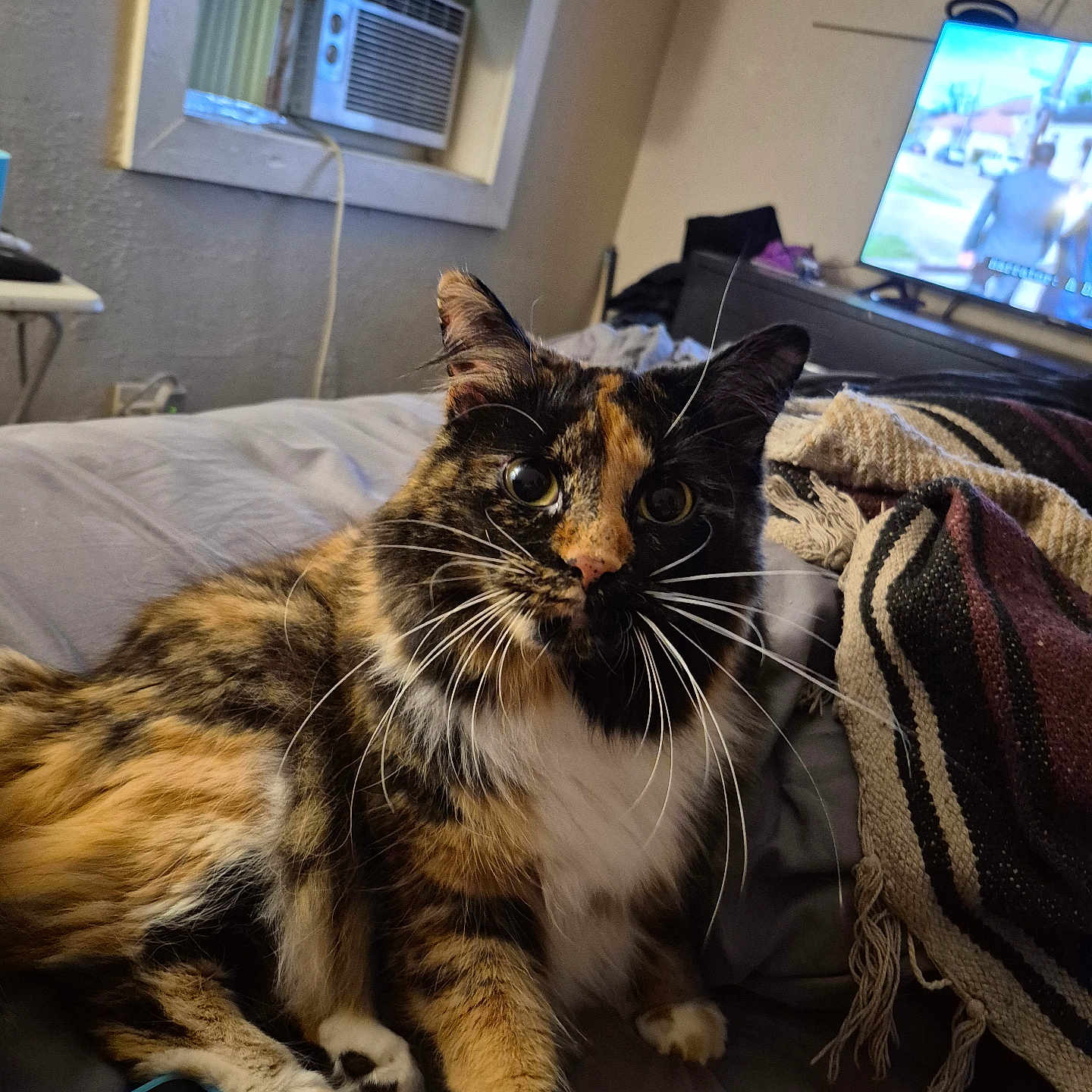 Tygar joined the competition — help win amazing prizes! alert, animal, bed, blanket, calico, casual, cat, cozy, curtains, domestic, fur, furniture, indoor, living_room, pet, remote_control, resting, television, whiskers, window_air_conditioner