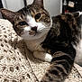 animal, background_blur, cat, closeup, cozy, curious, face, feline, fur, indoor, knit_blanket, laying, paw, pet, relaxed, soft_light, striped, tabby, texture, whiskers