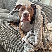 Diesel is registered to the contest to win money with this photo: dog, brown_dog, white_dog, blanket, couch, furniture, indoor, pet, canine, cozy, living_room, soft_texture, comfortable, animal, fur, looking_at_camera, relaxed, portrait, domestic, home