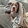 dog, brown_dog, white_dog, blanket, couch, furniture, indoor, pet, canine, cozy, living_room, soft_texture, comfortable, animal, fur, looking_at_camera, relaxed, portrait, domestic, home