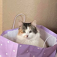 Gemma is registered to the contest to win money with this photo: cat, cozy, curious, cute, ears, eyes, face, feline, fluffy, handle, indoor, paper_bag, pet, polka_dot, purple, sitting, tabby, wall, whiskers, white