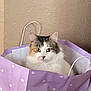 cat, cozy, curious, cute, ears, eyes, face, feline, fluffy, handle, indoor, paper_bag, pet, polka_dot, purple, sitting, tabby, wall, whiskers, white