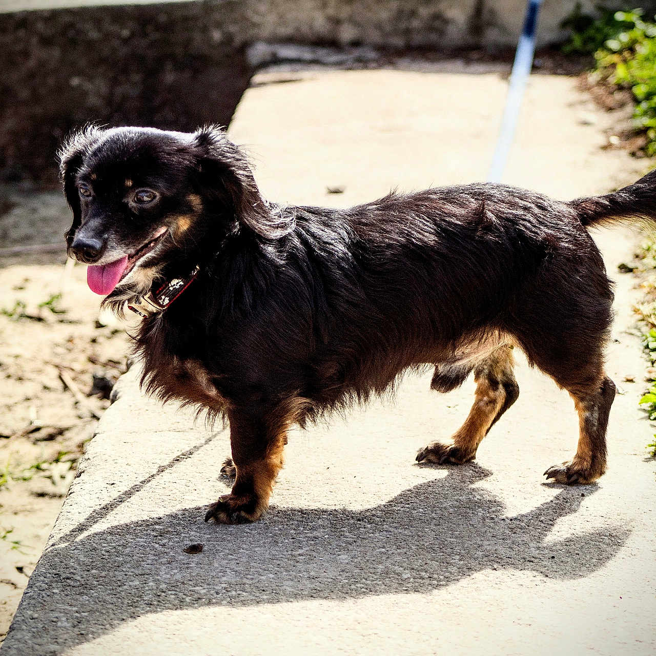 Xyro joined the competition — help win amazing prizes! animal, black_dog, canine, collar, daytime, dog, fur, grass, happy, leash, nature, outdoor, pet, playful, shadow, sidewalk, small_dog, sunlight, tongue_out, walking