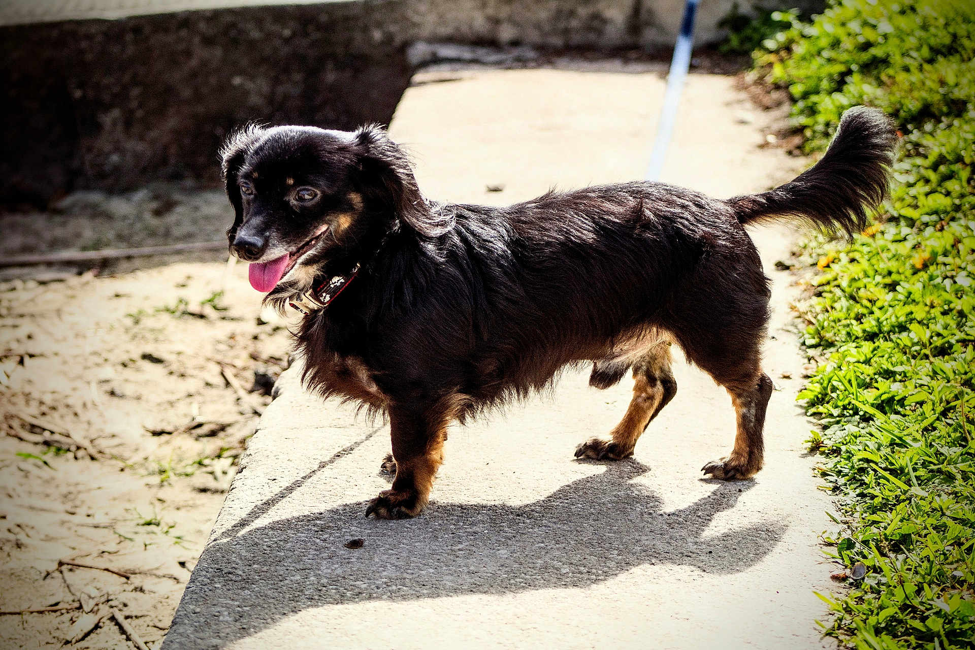 Xyro joined the competition — help win amazing prizes! dog, black_dog, outdoor, sunlight, sidewalk, grass, happy, pet, canine, tongue_out, shadow, collar, leash, playful, animal, nature, fur, walking, daytime, small_dog