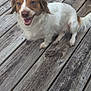 dog, canine, pet, small_dog, white_and_brown, sitting, wooden_deck, outdoor, happy, tongue_out, smiling, fur, animal, closeup, paw, snout, ears, tail, daylight, nature
