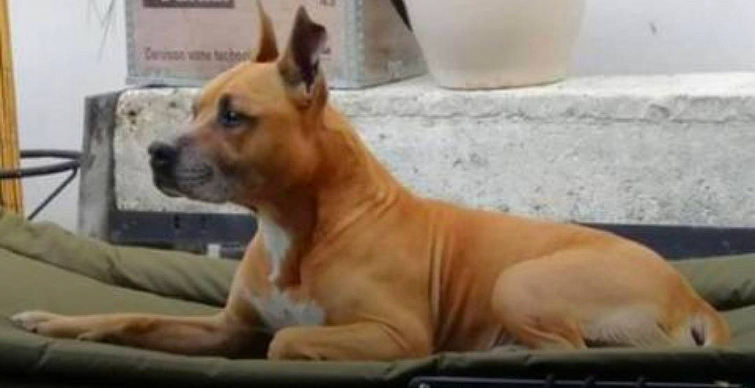 Bayron participe au concours pour gagner de l'argent avec cette photo : ancient_dog_breeds, canidae, carnivore, companion_dog, dog, dog_breed, dog_supply, fawn, fur, non_sporting_group, paw, plant_milk, serveware, snout, soy_milk, sporting_group, tail, terrestrial_animal, whiskers