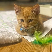 Seb is registered to the contest to win money with this photo: animal, cat, closeup, collar, curious, cute, domestic_cat, feather, fur, indoor, kitten, orange_cat, pet, playful, small, toy, whiskers, white_cloth, wooden_floor, young_animal