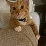 Seb is registered to the contest to win money with this photo: animal, bell, cat, closeup, collar, couch, cozy, curious, cute, dim_lighting, ears, furniture, indoor, mammal, orange_tabby, paw, pet, texture, whiskers, white_paws