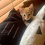 Seb is registered to the contest to win money with this photo: animal, cat, cozy, curious, cushions, cute, domestic_cat, feline, fur, home, indoor, kitten, orange_cat, pet, pillows, resting, small, whiskers, window_blinds, young_animal