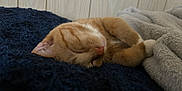 Seb is registered to the contest to win money with this photo: animal, blanket, cat, closeup, comfort, cozy, cute, feline, fur, ginger_cat, home, indoor, nap, paws, pet, relaxed, rest, sleeping, soft, whiskers