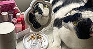 Lola is registered to the contest to win money with this photo: cat, mirror, reflection, jewelry, cosmetics, table, black_and_white_cat, green_eyes, indoor, feline, pet, curious, relaxed, accessories, container, bottle, second_cat, window_sill, natural_light, still_life