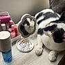 cat, mirror, reflection, jewelry, cosmetics, table, black_and_white_cat, green_eyes, indoor, feline, pet, curious, relaxed, accessories, container, bottle, second_cat, window_sill, natural_light, still_life