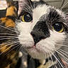 Lola is registered to the contest to win money with this photo: cat, close_up, black_and_white, yellow_eyes, whiskers, nose, curious, pet, animal, feline, indoor, face, portrait, fur, eyes, focus, blurred_background, domestic_animal, mammal, cute