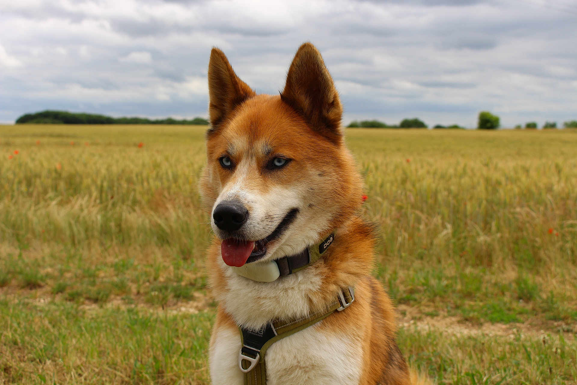 Gaïa a rejoint le concours — aidez-le/la à gagner de superbes lots ! dog, blue_eyes, fur, field, grass, cloudy_sky, outdoor, nature, canine, animal, pet, collar, harness, tongue_out, portrait, muzzle, ears, wilderness, summer, daytime