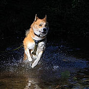 Gaïa a rejoint le concours — aidez-le/la à gagner de superbes lots ! dog, water, splash, leaping, outdoor, animal, nature, forest, wet, playful, canine, motion, daylight, fur, collar, harness, river, jumping, energy, wildlife