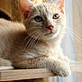 Aston a rejoint le concours — aidez-le/la à gagner de superbes lots ! cat, feline, pet, whiskers, ears, fur, window, shelf, natural_light, indoor, relaxed, cute, animal, mammal, closeup, portrait, domestic_cat, resting, soft_light, calm