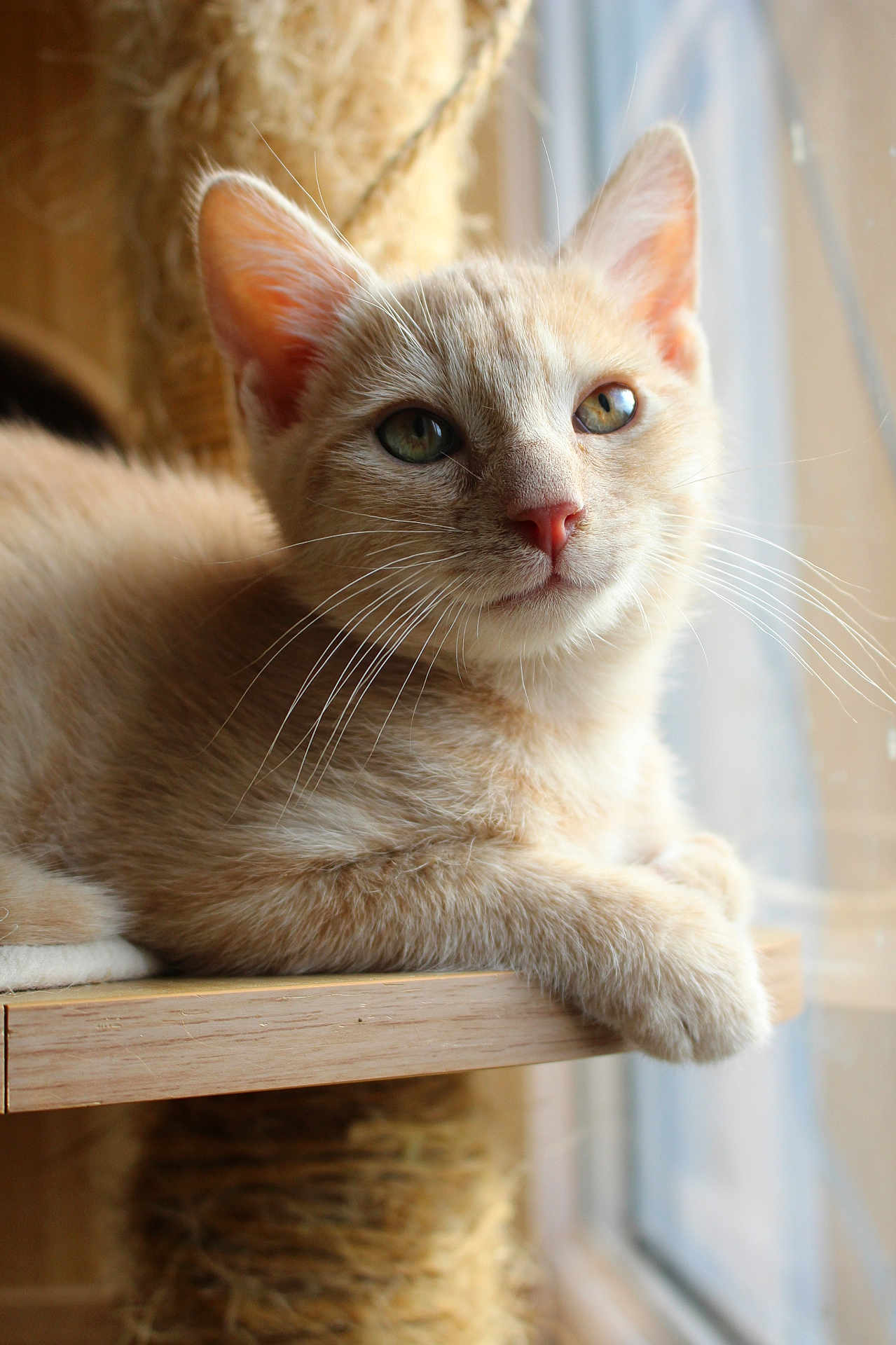 Aston a rejoint le concours — aidez-le/la à gagner de superbes lots ! cat, feline, pet, whiskers, ears, fur, window, shelf, natural_light, indoor, relaxed, cute, animal, mammal, closeup, portrait, domestic_cat, resting, soft_light, calm