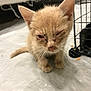 Aston a rejoint le concours — aidez-le/la à gagner de superbes lots ! kitten, cat, orange_cat, small_cat, indoor, pet, animal, cage, white_surface, closeup, fur, whiskers, ears, face, sad_eyes, vulnerable, young, cute, scruffy, sitting