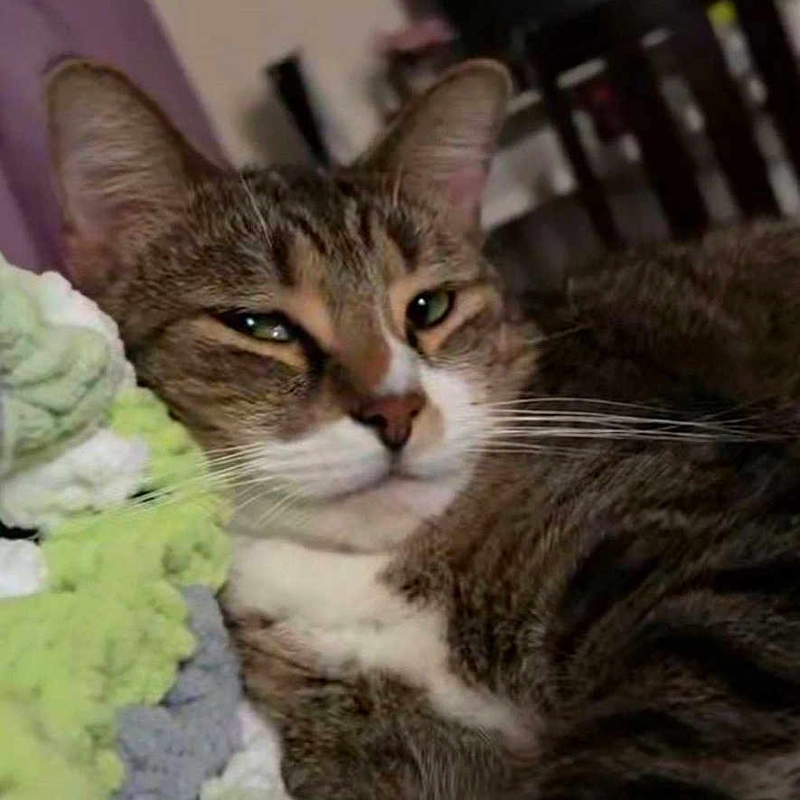 Ares is registered to the contest to win money with this photo: abyssinian, animal, canine, cat, computerhardware, cushion, dog, electronics, furniture, hardware, homedecor, indoors, kitten, monitor, person, pet, phone, screen, sleeping, tv