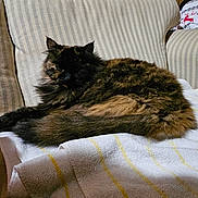 Junie is registered to the contest to win money with this photo: cat, tortoiseshell, feline, fluffy, striped_chair, towel, indoor, relaxed, pet, fur, animal, cozy, home, resting, comfort, furniture, striped, seated, domestic, cute