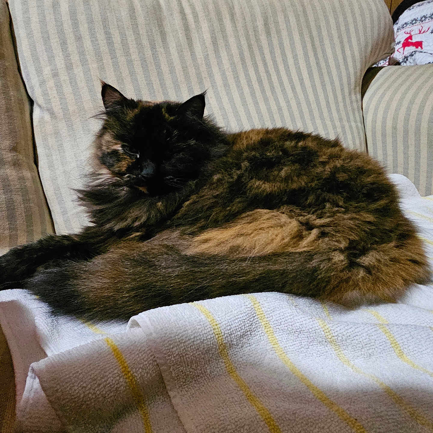 Junie is registered to the contest to win money with this photo: animal, cat, comfort, cozy, cute, domestic, feline, fluffy, fur, furniture, home, indoor, pet, relaxed, resting, seated, striped, striped_chair, tortoiseshell, towel