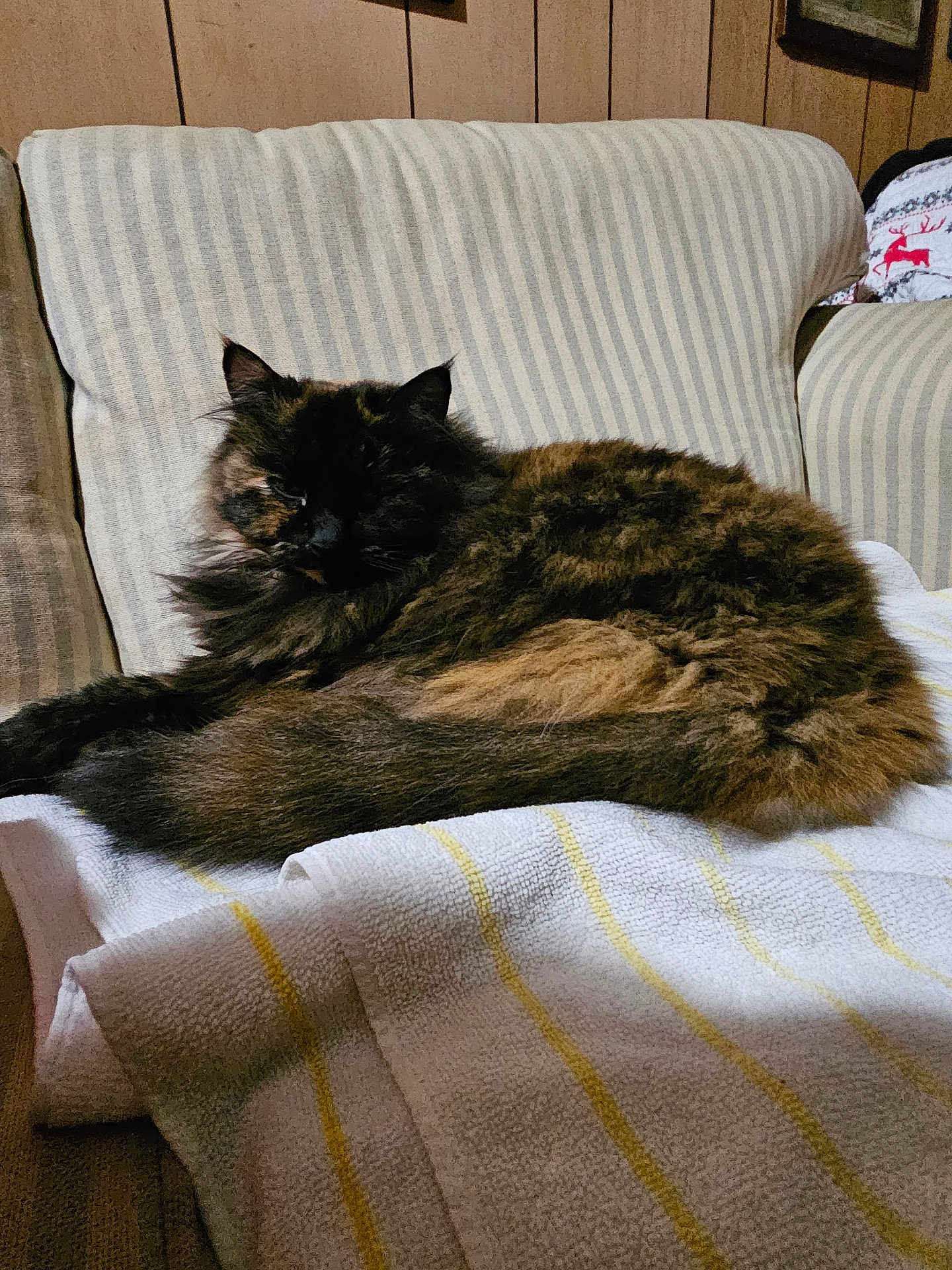 Junie is registered to the contest to win money with this photo: cat, tortoiseshell, feline, fluffy, striped_chair, towel, indoor, relaxed, pet, fur, animal, cozy, home, resting, comfort, furniture, striped, seated, domestic, cute