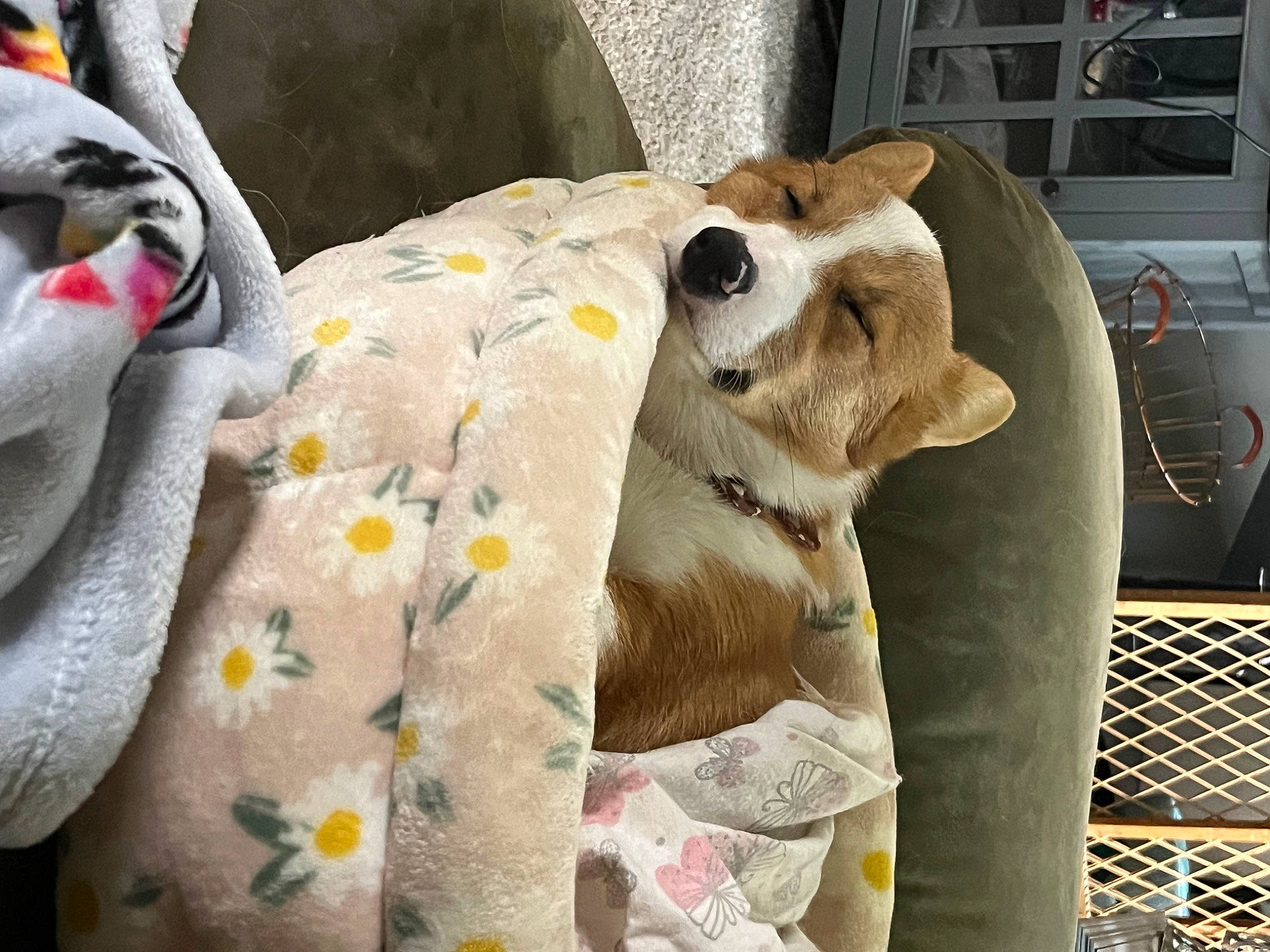 Peaches joined the competition — help win amazing prizes! bag, bedding, blanket, canidae, comfort, companion_dog, fawn, felidae, fur, linens, nap, pattern, plush, room, snout, stuffed_toy, terrestrial_animal, textile, toy, wood